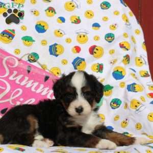 Frank, Mini Bernedoodle Puppy